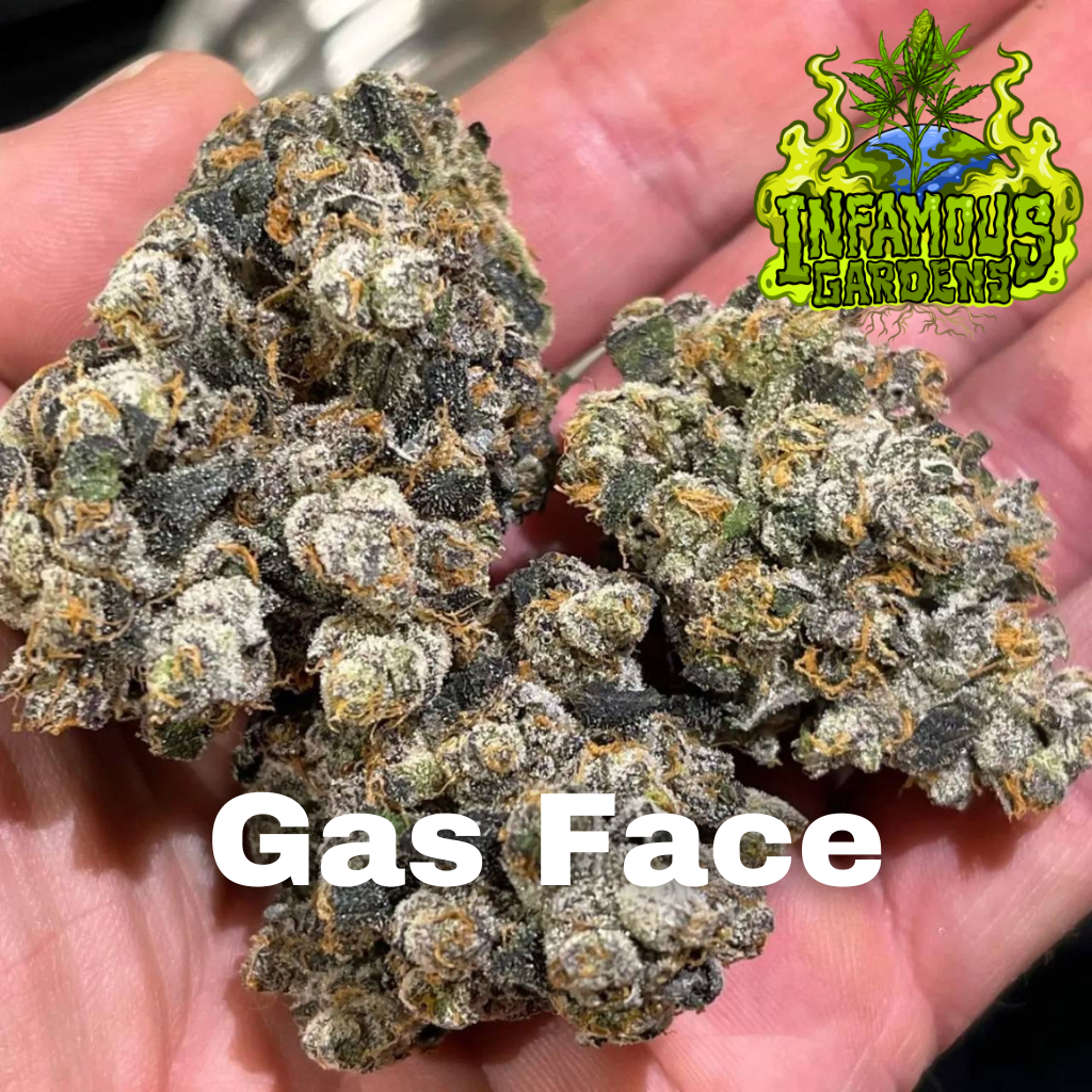 Full Gas - Strain Review - HighThailand